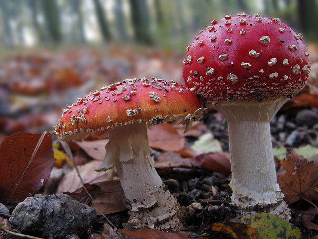 muchotrávka červená Amanita muscaria (L.) Lam.