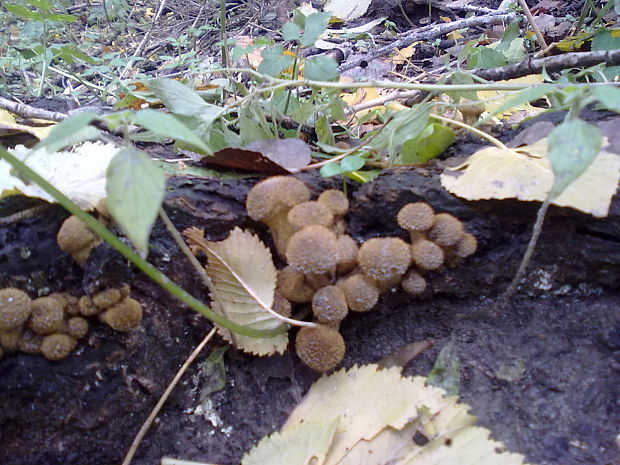 podpňovka Armillaria sp.