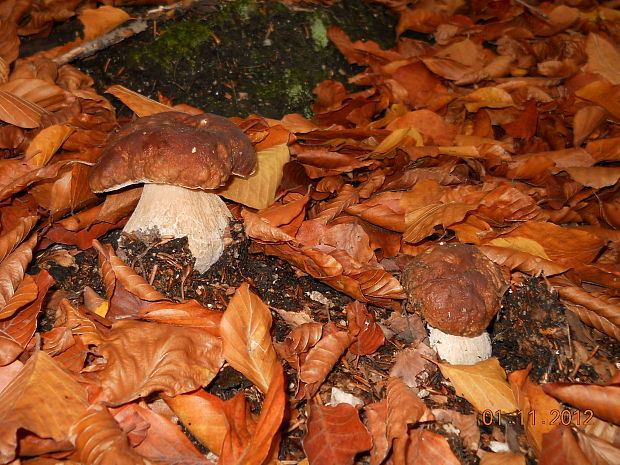 hríb smrekový Boletus edulis Bull.