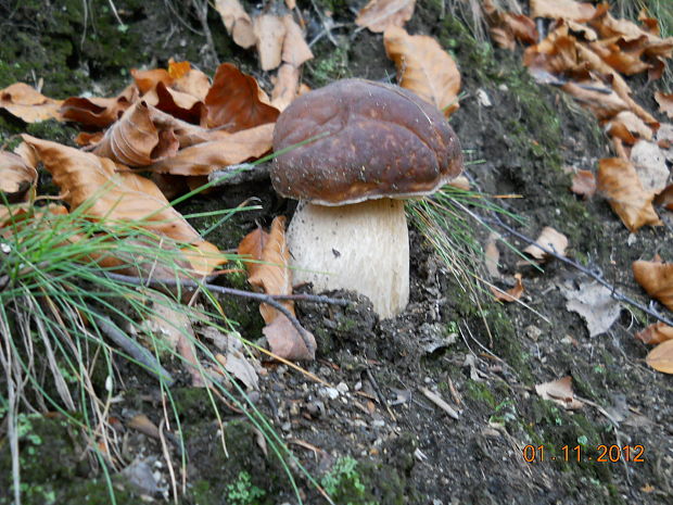 hríb smrekový Boletus edulis Bull.