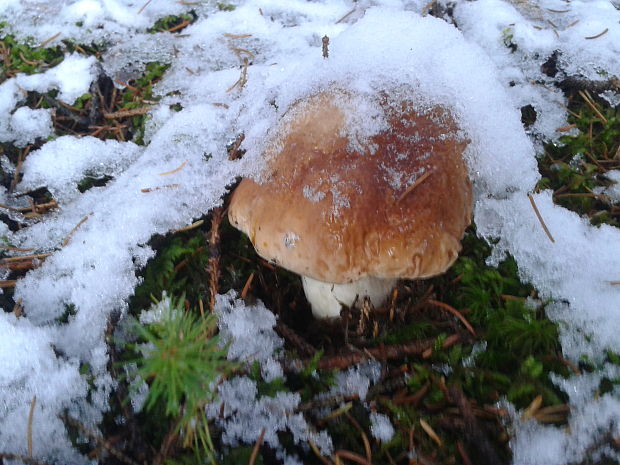 hríb smrekový Boletus edulis Bull.