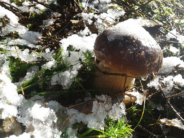 hríb smrekový Boletus edulis Bull.