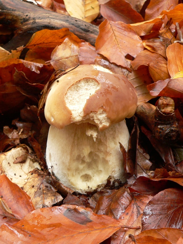 hríb smrekový Boletus edulis Bull.