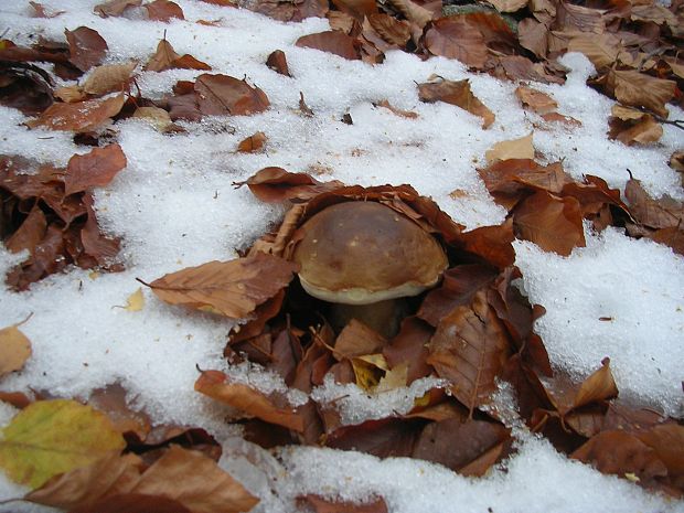 hríb smrekový Boletus edulis Bull.