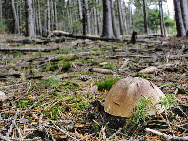 hríb smrekový Boletus edulis Bull.