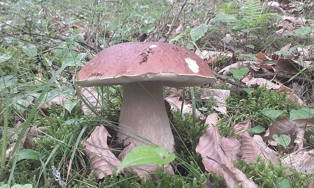 hríb smrekový Boletus edulis Bull.