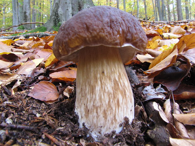 hríb smrekový Boletus edulis Bull.