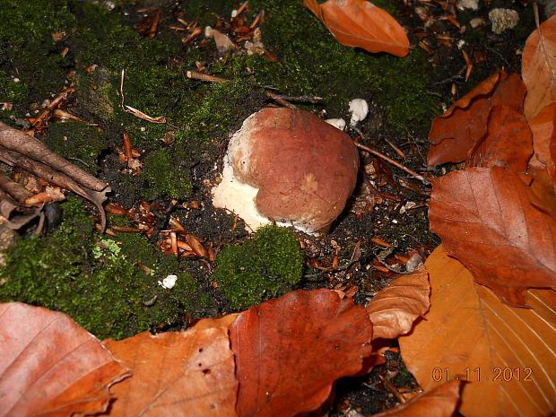 hríb sosnový Boletus pinophilus Pil. et Dermek in Pil.