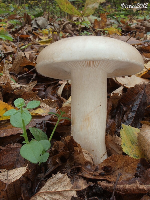 strmuľka inovaťová Clitocybe nebularis (Batsch) P. Kumm.