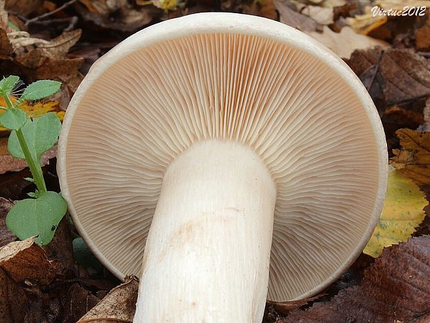 strmuľka inovaťová Clitocybe nebularis (Batsch) P. Kumm.