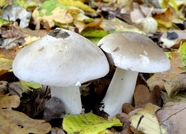 strmuľka inovaťová Clitocybe nebularis (Batsch) P. Kumm.