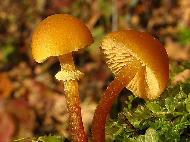 kapucňovec/čepičatka  Conocybe sp.