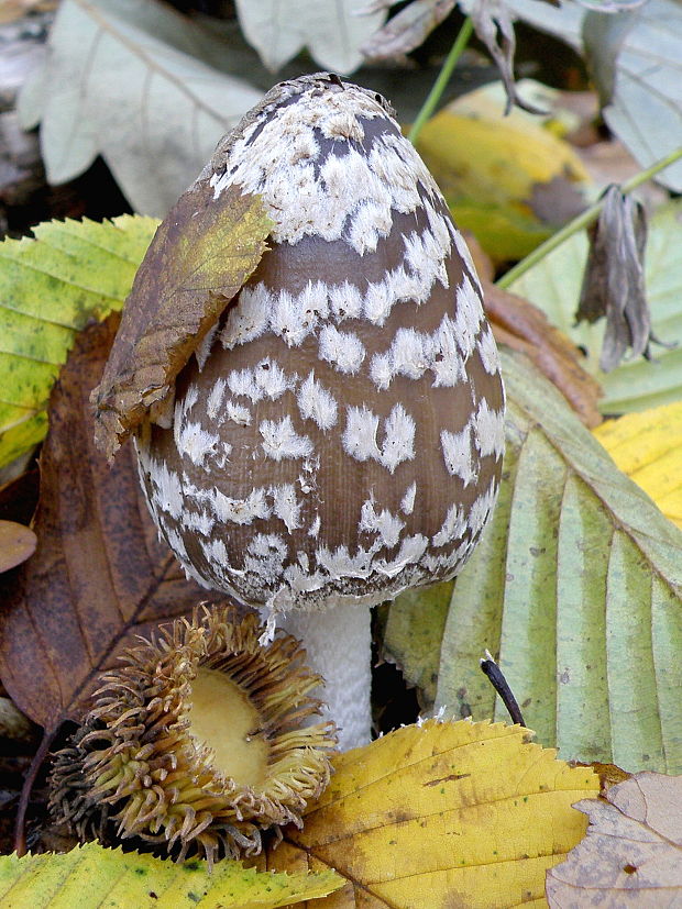 hnojník strakatý Coprinopsis picacea (Bull.) Redhead, Vilgalys & Moncalvo