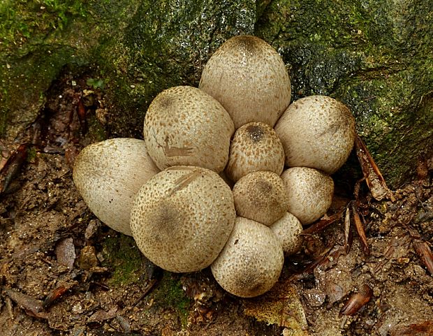 hnojník Romagnesiho Coprinopsis romagnesiana (Singer) Redhead, Vilgalys & Moncalvo