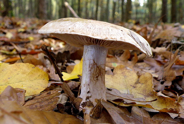 pavučinovec Cortinarius sp.