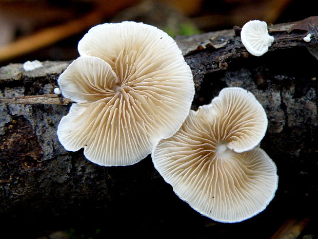 pahliva Crepidotus sp.