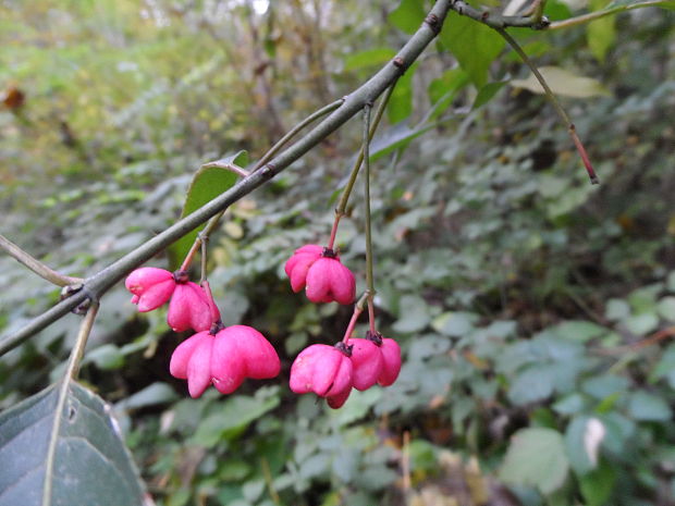 bršlen európsky Euonymus europaeus L.