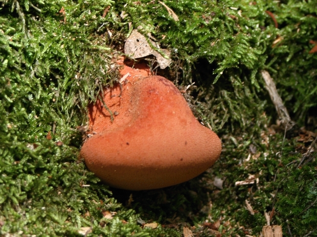 pečeňovec dubový Fistulina hepatica (Schaeff.) With.