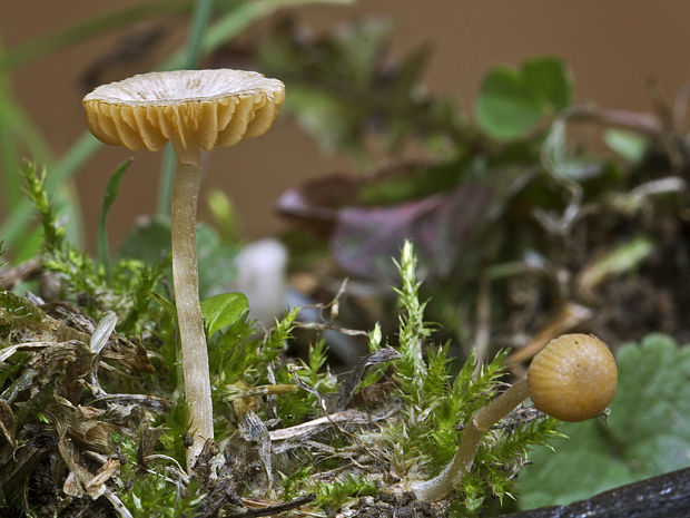 kapucňovka Galerina sp.