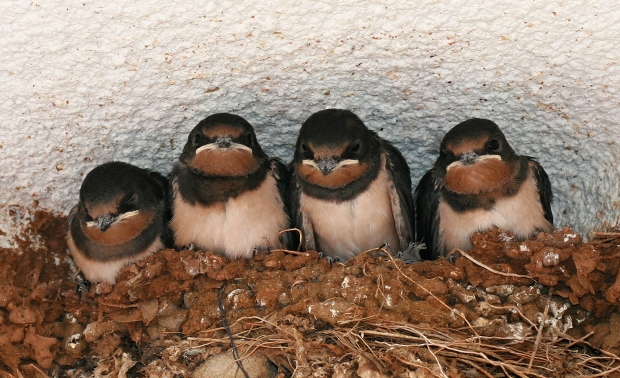 lastovička obyčajná Hirundo rustica