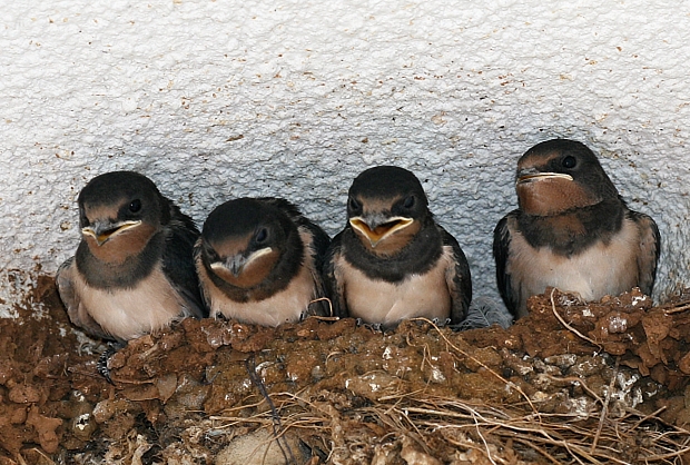 lastovička obyčajná Hirundo rustica