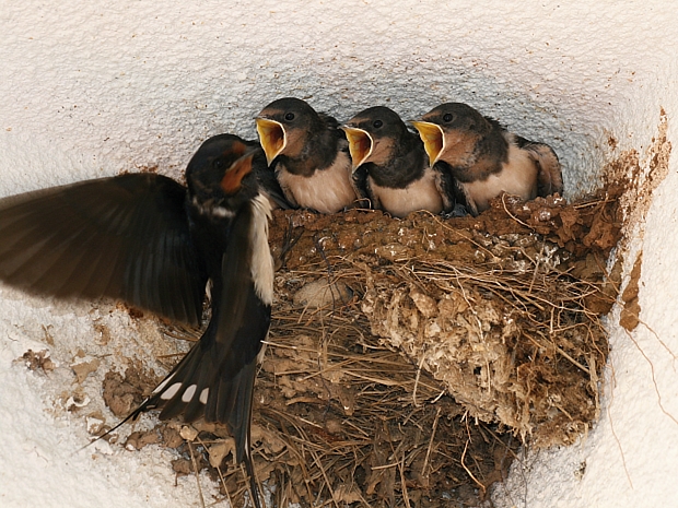 lastovička obyčajná Hirundo rustica