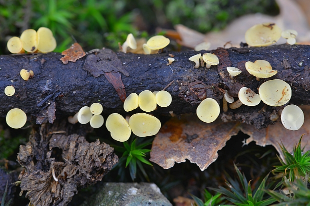 čiašočka Hymenoscyphus sp.