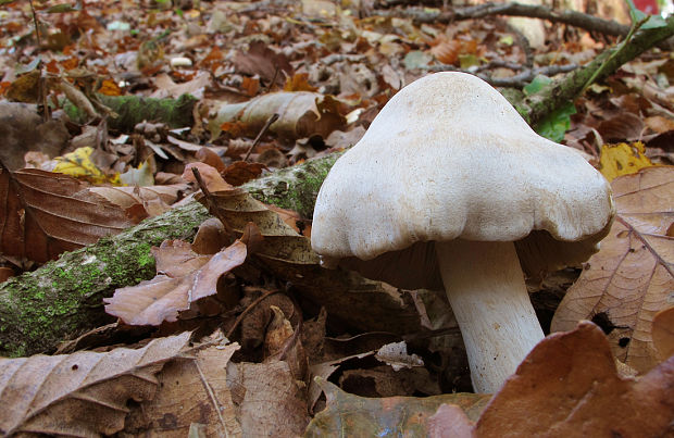 vláknica Inocybe sp.