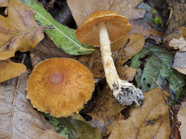 bedlička Lepiota sp.