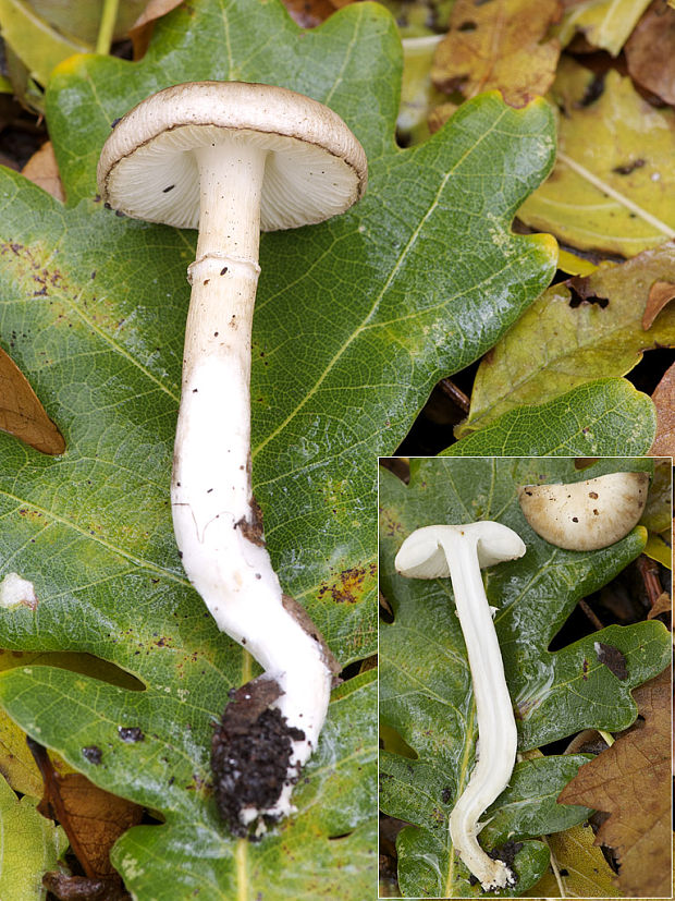 bedľovec Leucoagaricus sp.