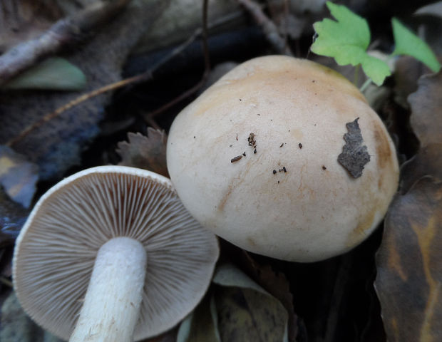 slzivka tvrdá Leucocortinarius bulbiger (Alb. & Schwein.) Singer