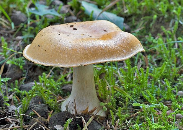 bielopavučinovec hľuznatý Leucocortinarius bulbiger (Alb. & Schwein.) Singer