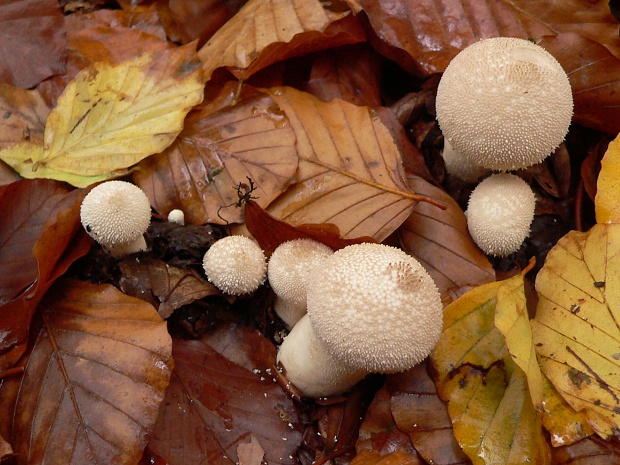 prášnica bradavičnatá Lycoperdon perlatum Pers.