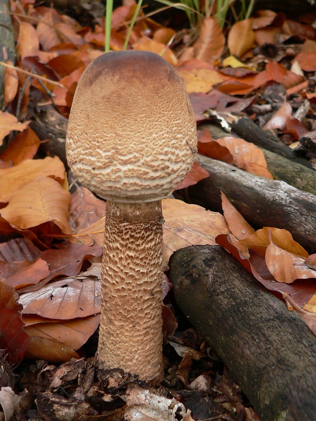 bedľa vysoká Macrolepiota procera (Scop.) Singer