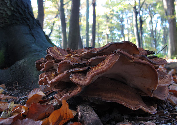 vejárovec obrovský Meripilus giganteus (Pers.) P. Karst.