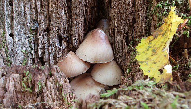 prilbička Mycena sp.