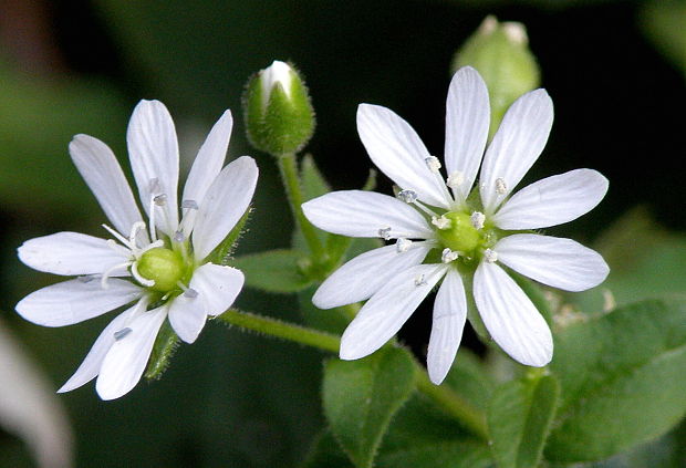 mäkkuľa vodná Myosoton aquaticum (L.) Moench