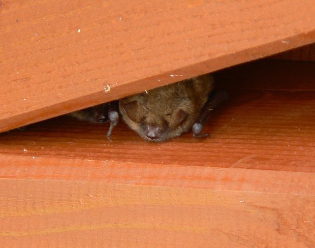 netopier  Myotis sp.