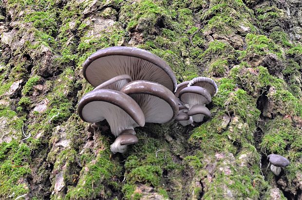 hliva ustricovitá Pleurotus ostreatus (Jacq.) P. Kumm.