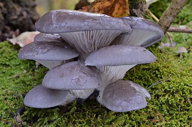 hliva ustricovitá Pleurotus ostreatus (Jacq.) P. Kumm.