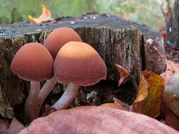 drobuľka Psathyrella sp.