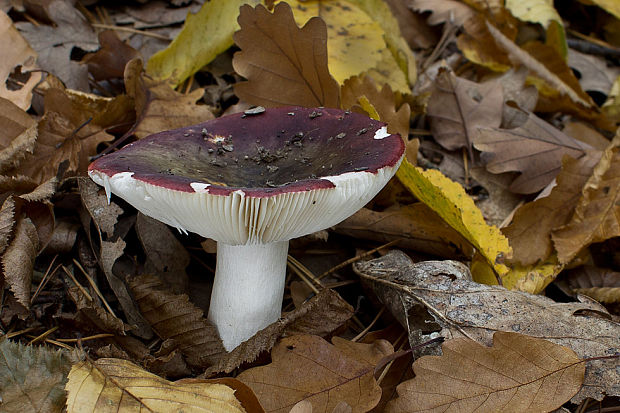 plávka tmavopurpurová Russula atropurpurea (Krombh.) Britzelm.