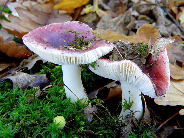 plávka krehká Russula fragilis Fr.