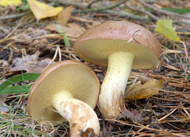 masliak zrnitý Suillus granulatus (L.) Roussel