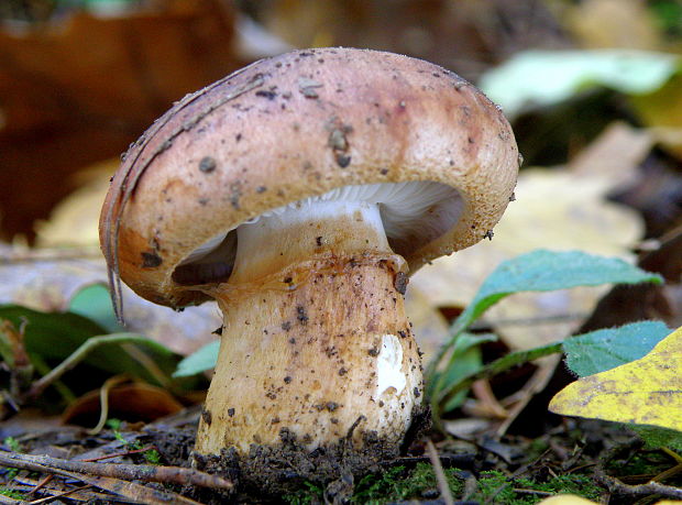 čírovka prstencová Tricholoma batschii Gulden