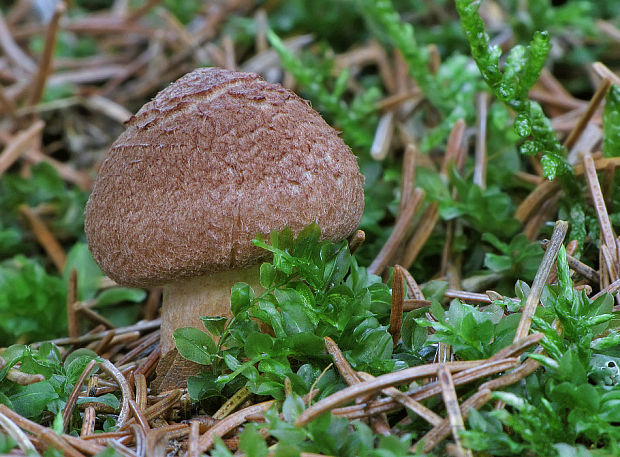 čírovka škridlicovitá Tricholoma vaccinum (Schaeff.) P. Kumm.