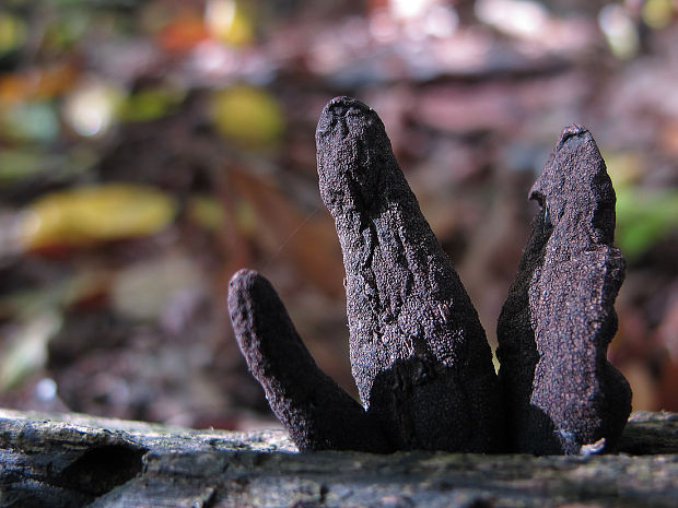 drevnatec kyjakovitý Xylaria polymorpha (Pers.) Grev.