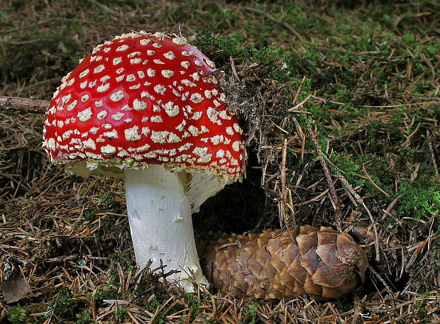 muchotrávka červená Amanita muscaria (L.) Lam.