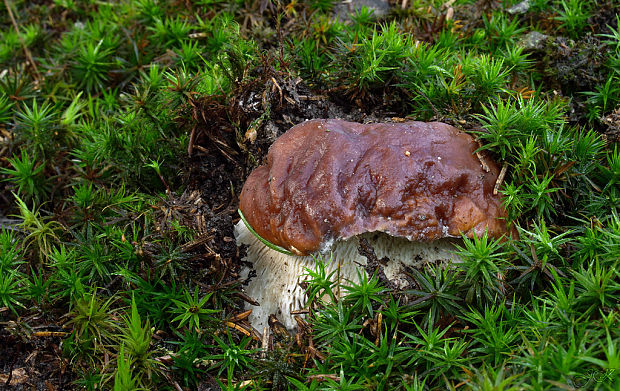 hríb smrekový Boletus edulis Bull.