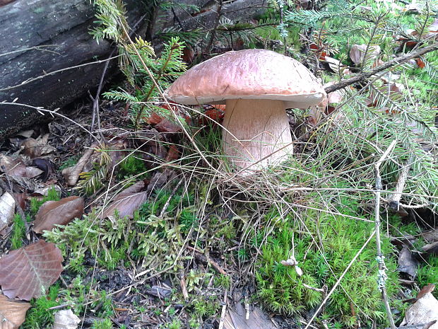 hríb smrekový Boletus edulis Bull.